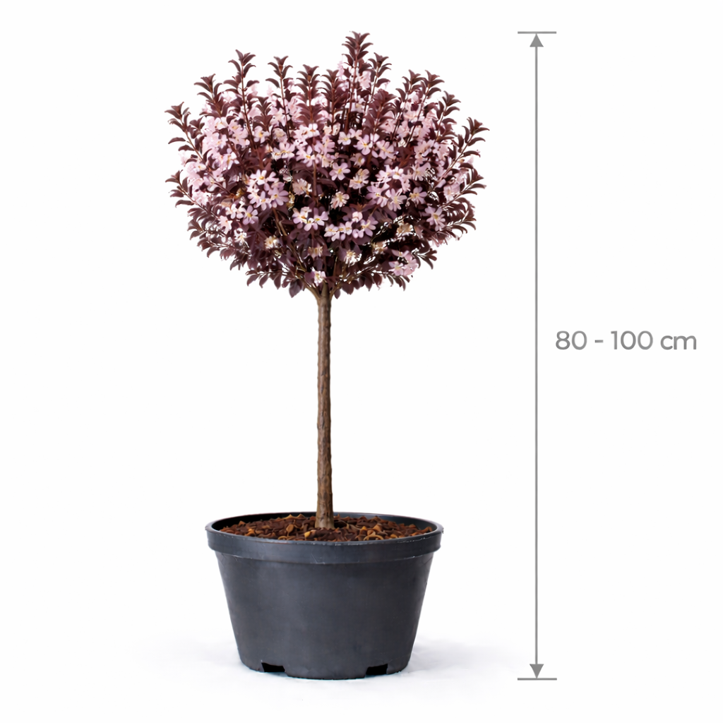Prunus cistena 80 - 100 C7.5
