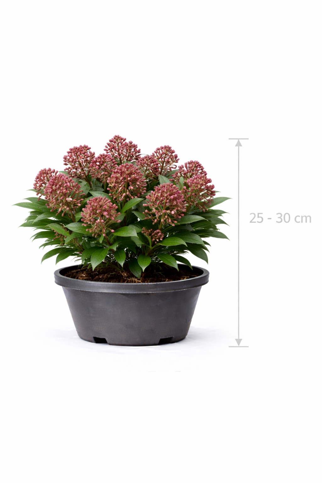 Skimmia jap. 'Rubella' 25 - 30
