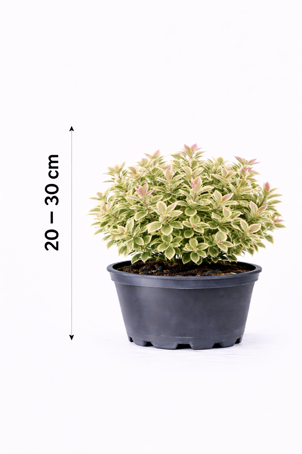Euonymus fort. 'Harlequin' 20 - 30