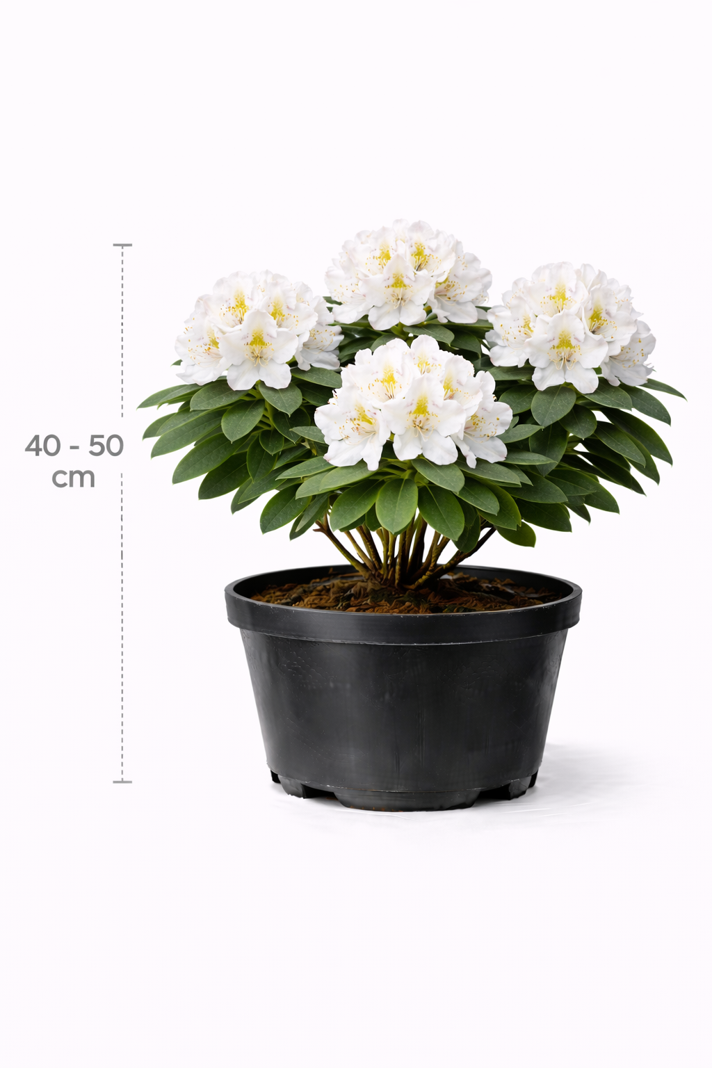 Rhodo (caucas.) 'Cunningham's White' 40 - 50