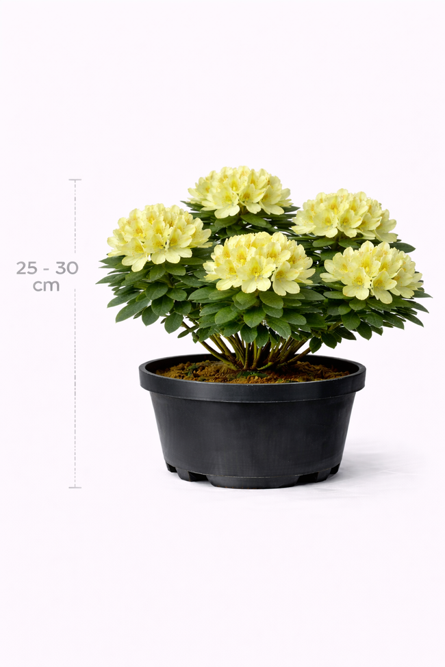 Rhodo (keisk.) 'Shamrock' 25 - 30