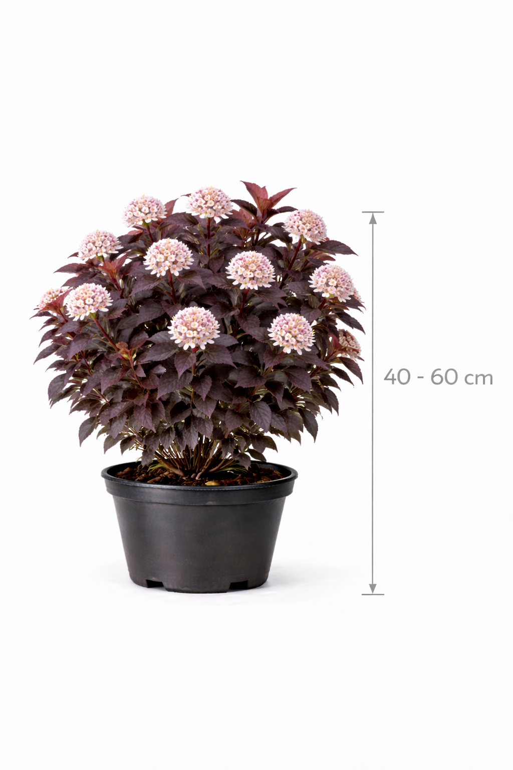 Physocarpus opulif. 'Summer Wine' 40 - 60