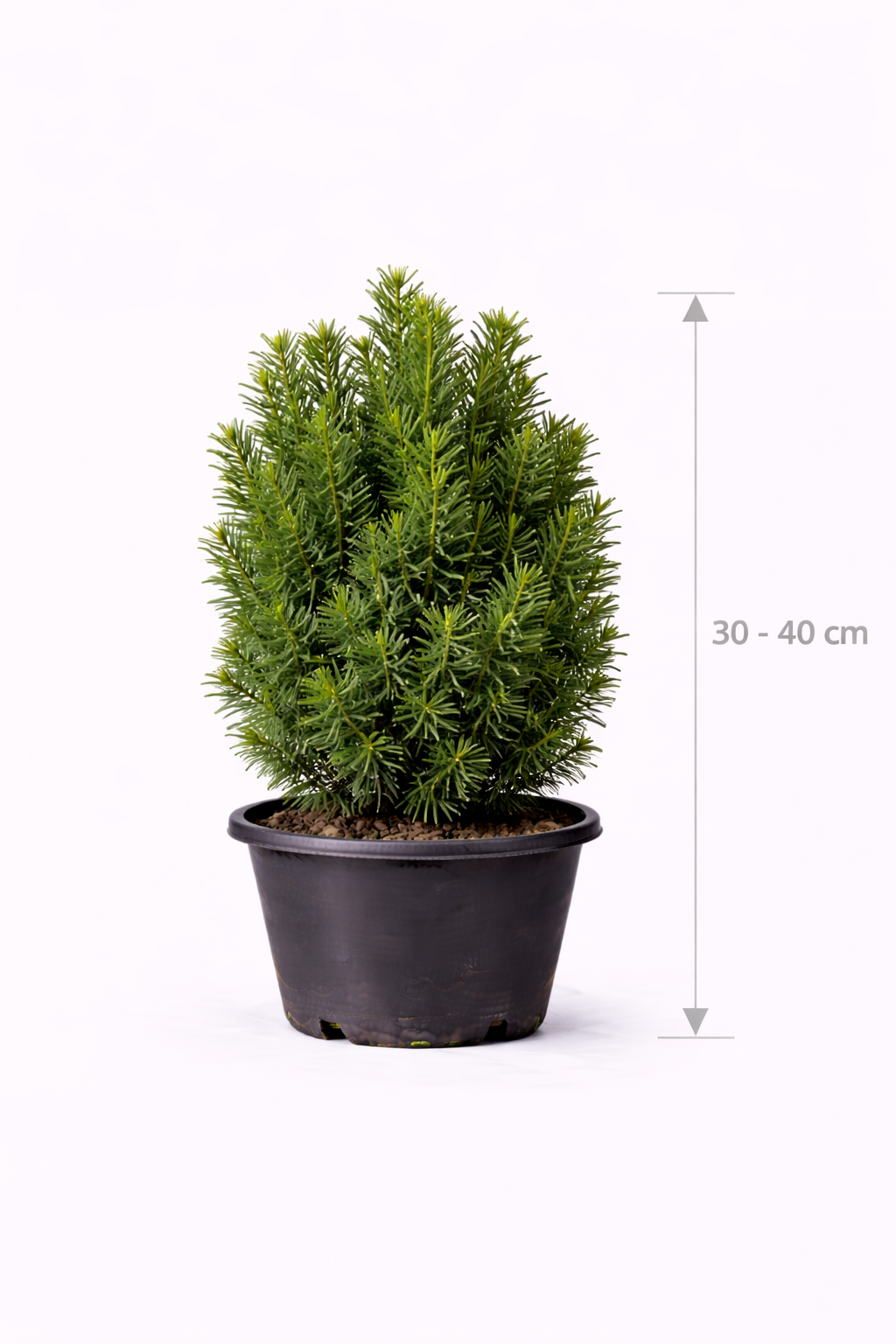 Taxus media 'Hillii' 30 - 40