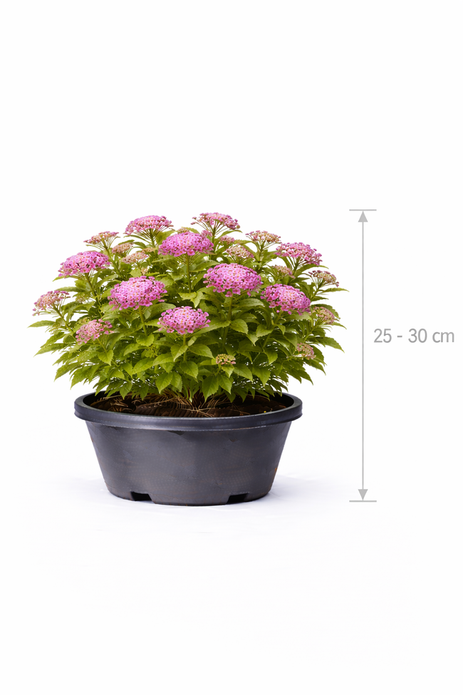 Spiraea jap. 'Crispa' 25 - 30