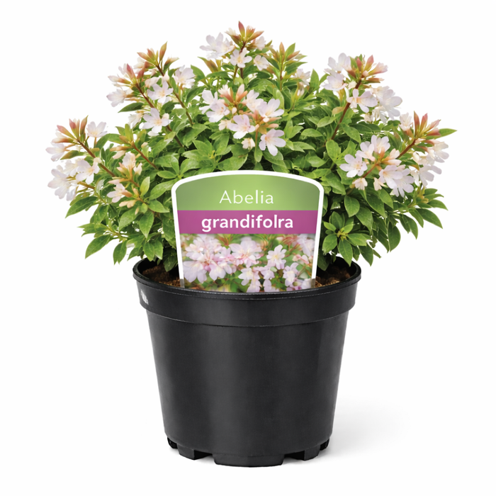 Abelia grandiflora 25 - 30