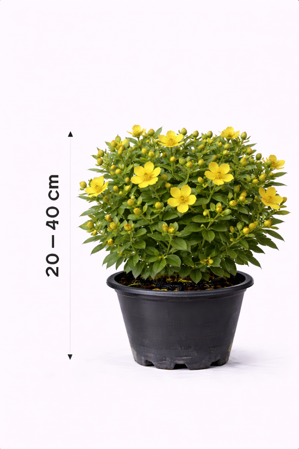 Hypericum kalm. 'Gemo' 30 - 40