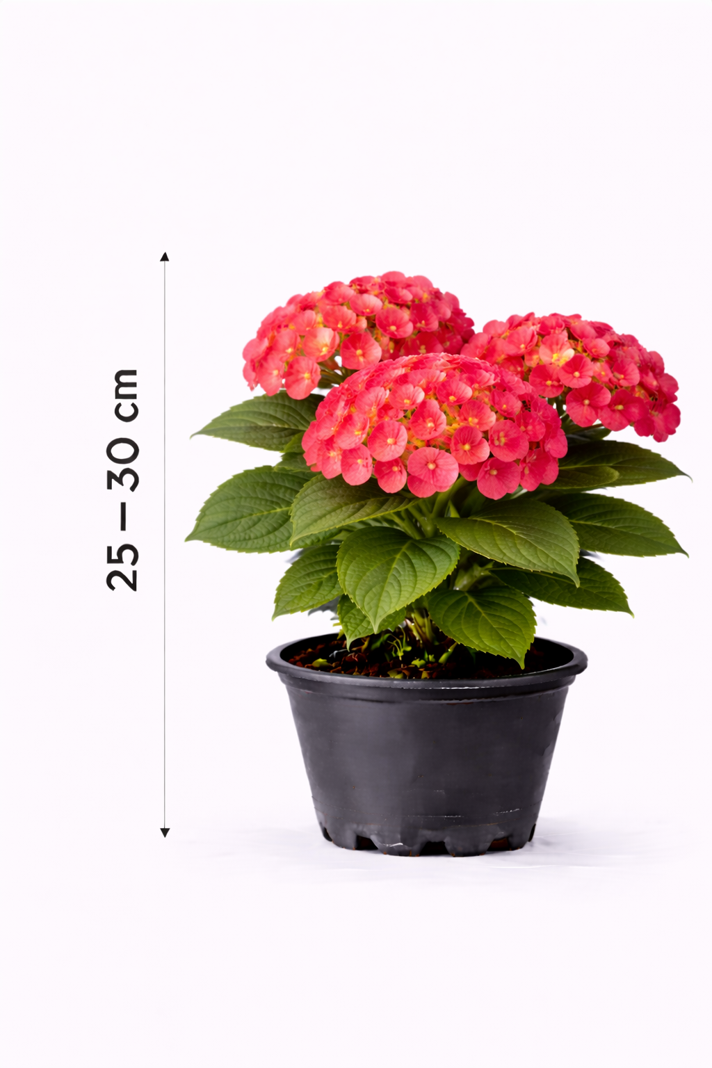 Hydrangea macr. 'Kardinal' 25 - 30