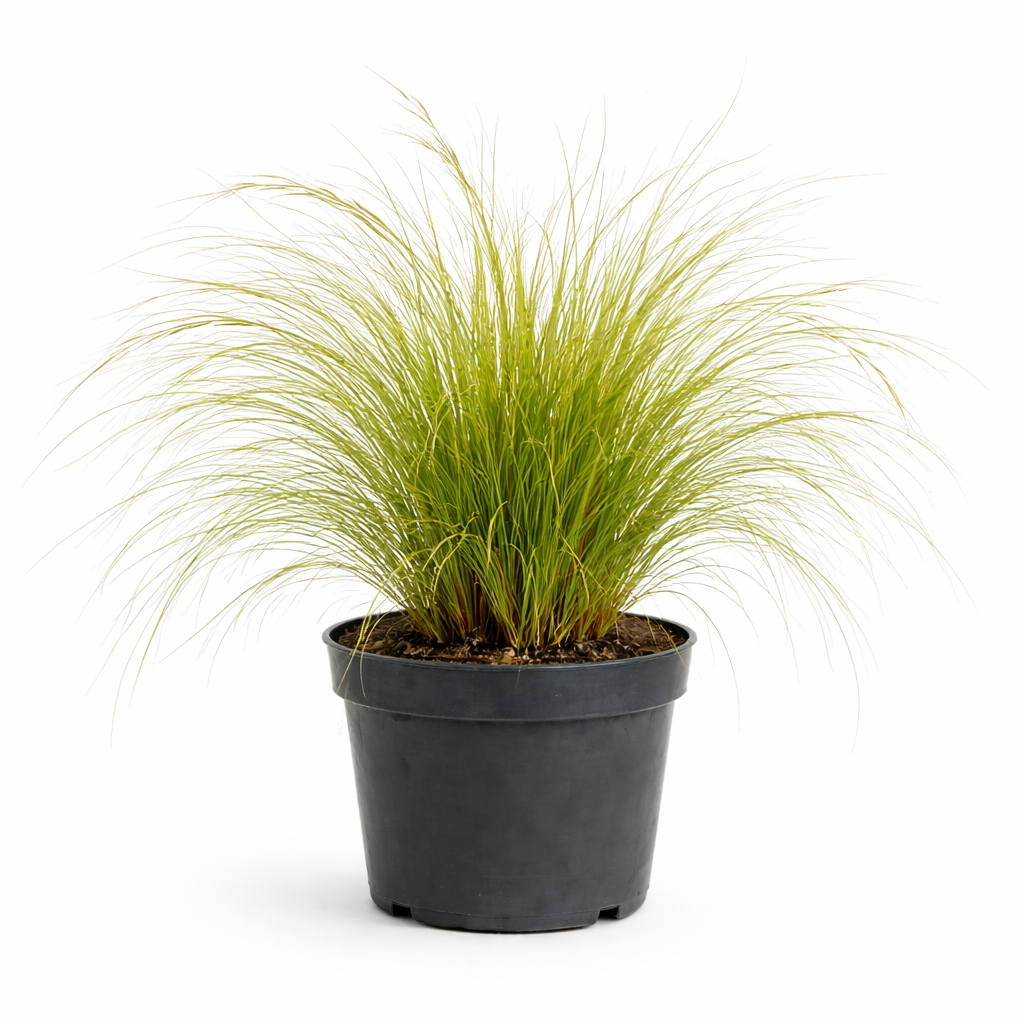 Stipa tenuifolia C2