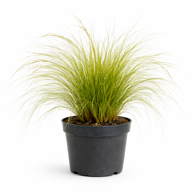 Stipa tenuifolia C2