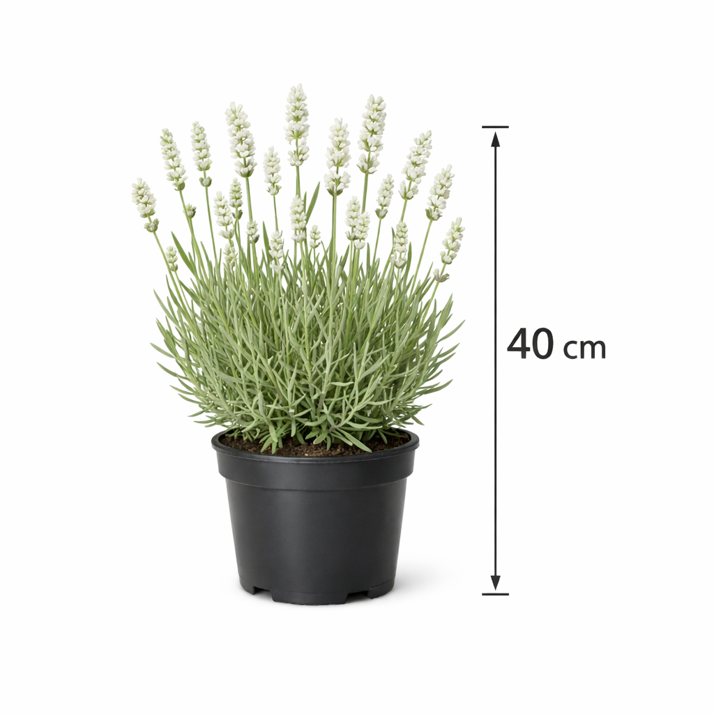 Lavandula int. 'Edelweiss' C3