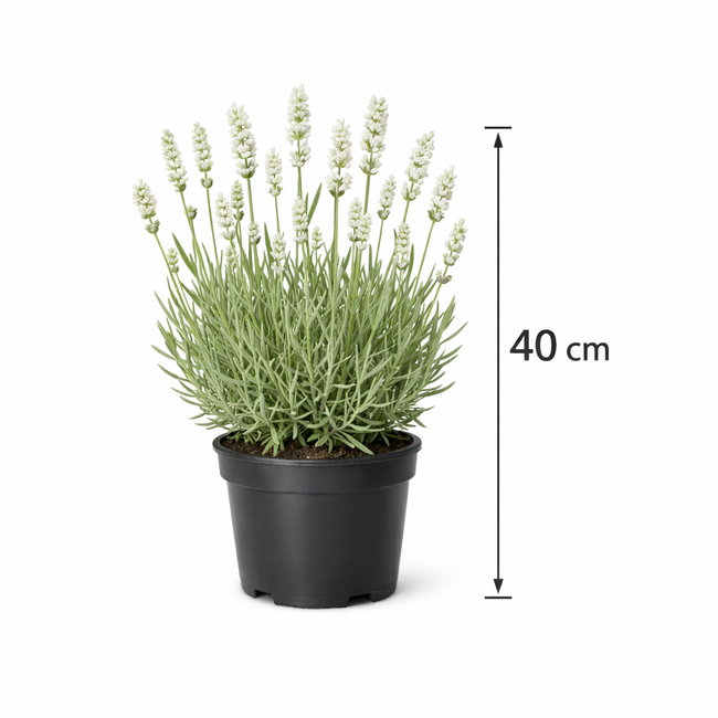 Lavandula int. 'Edelweiss' C3