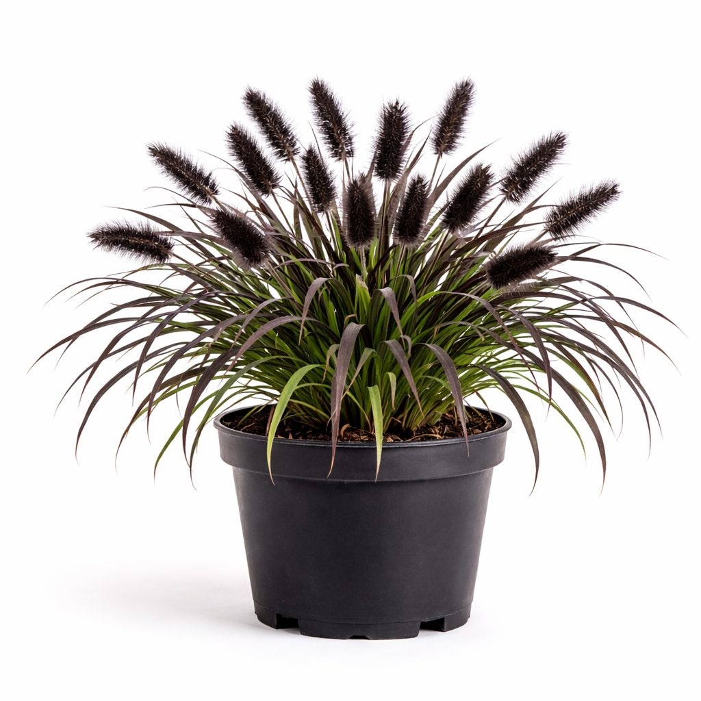 Pennisetum alop. 'Black Beauty' C3