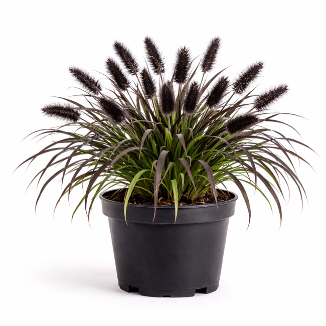 Pennisetum alop. 'Black Beauty' C3