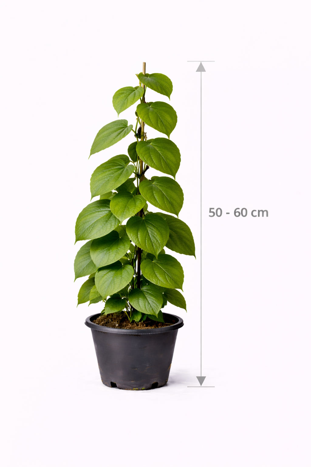 Actinidia deliciosa 'Jenny' 50 - 60