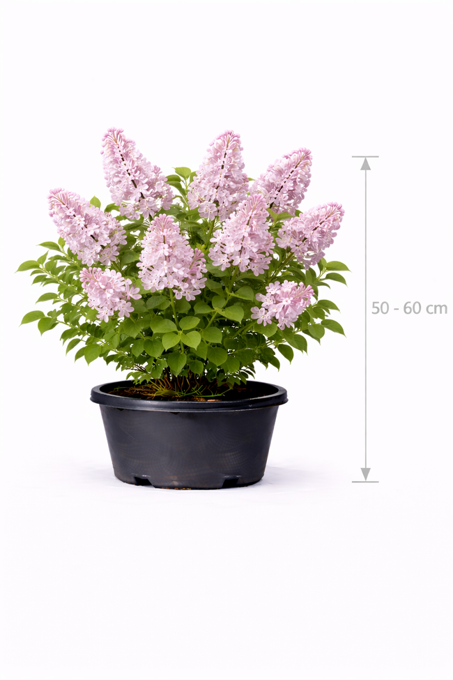Syringa vulg. 'Belle de Nancy' 50 - 60