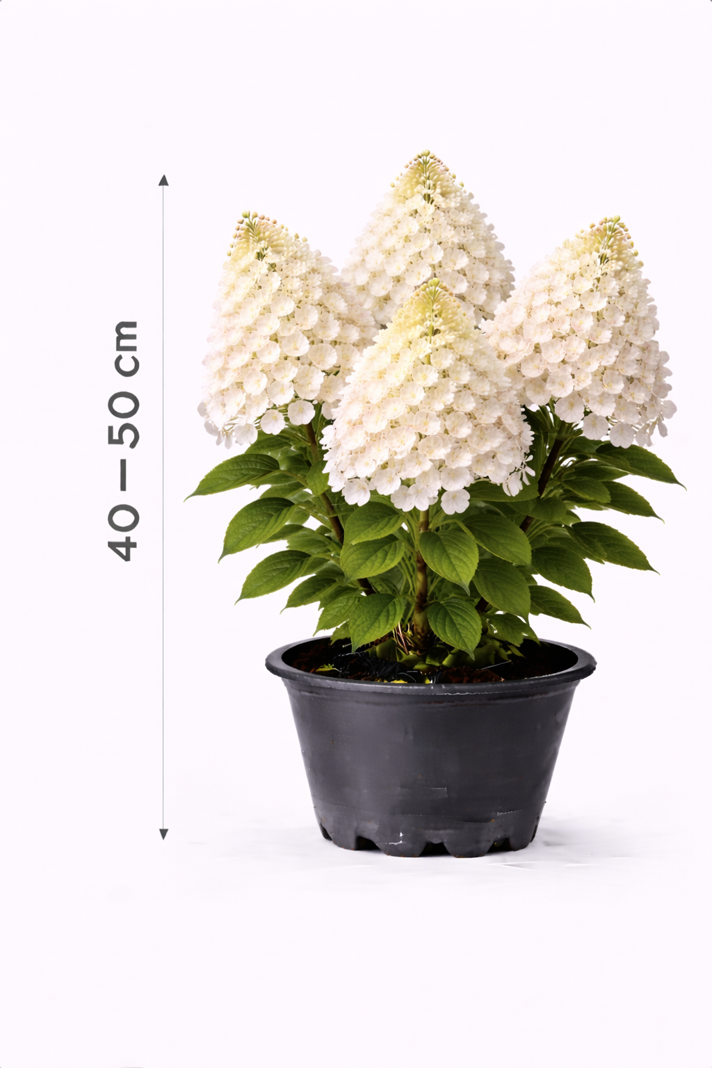 Hydrangea pan. 'Phantom' 40 - 50