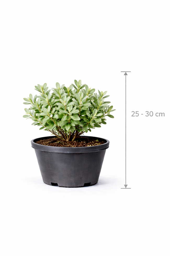 Salix helvetica 25 - 30