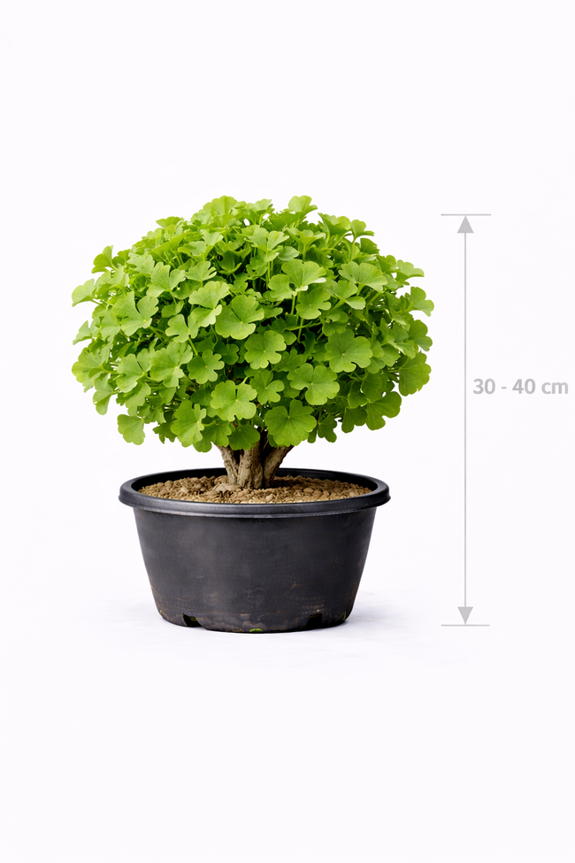 Ginkgo bil. 'Troll' 30 - 40 C8