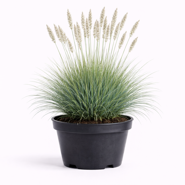 Koeleria glauca C3