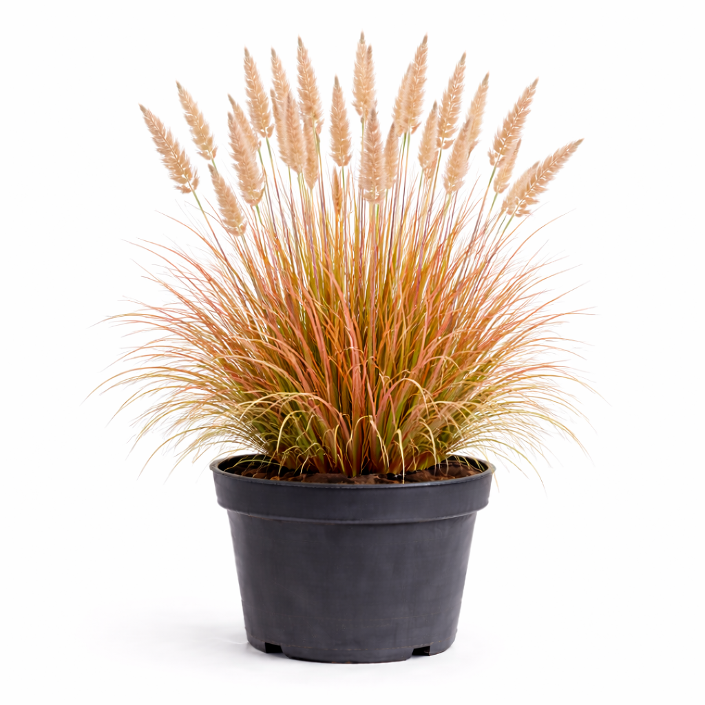 Calamagrostis arun. 'Sirocco' C3