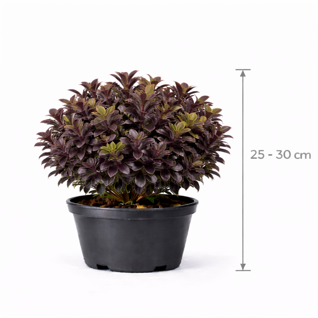 Pittosporum ten. 'Tom Thumb' 25 - 30
