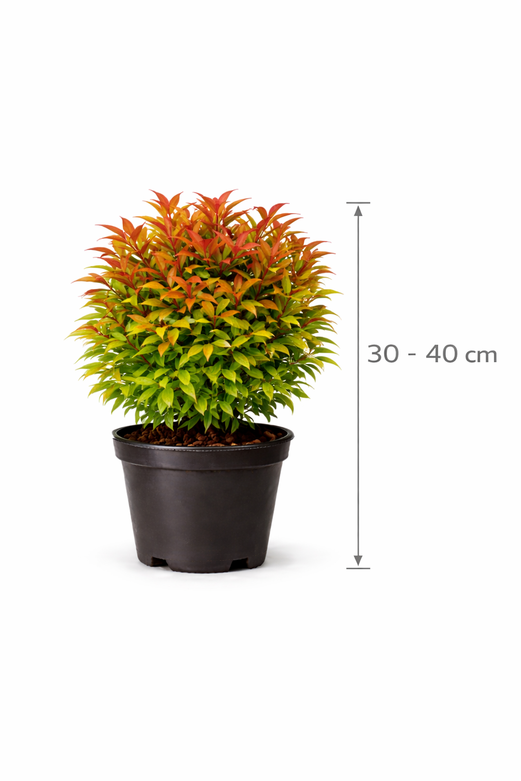 Nandina domestica 30 - 40