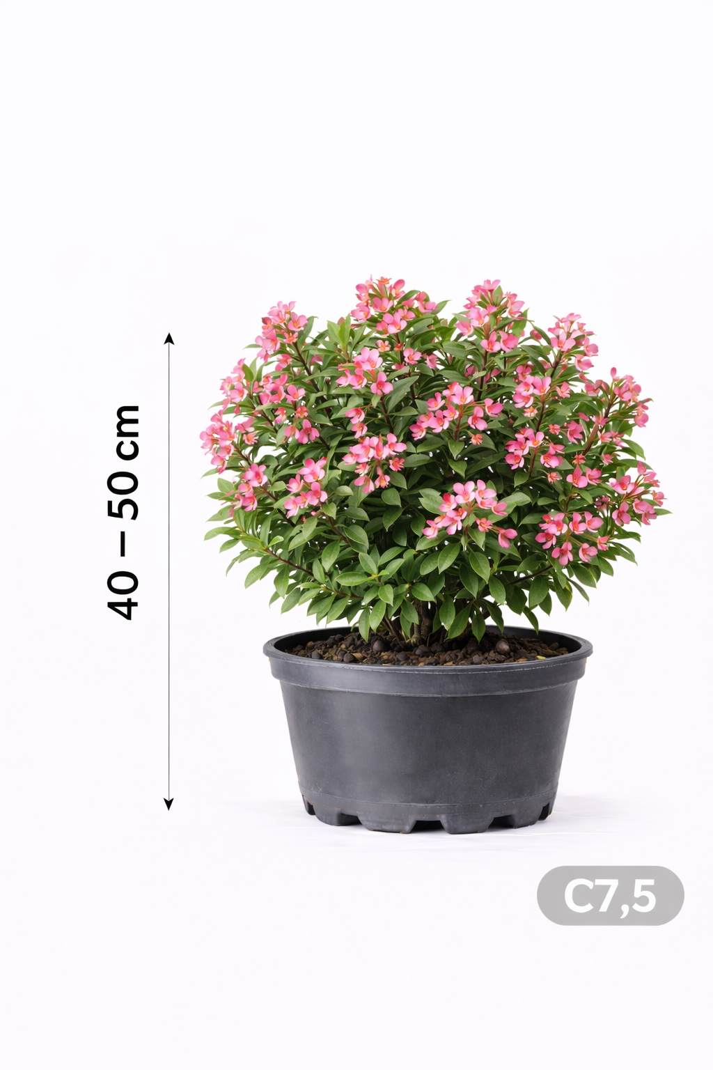 Escallonia hybr. 'Donard Radiance' 40 - 50