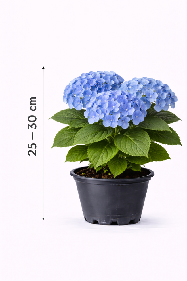 Hydrangea macr. blauw/bleu 25 - 30