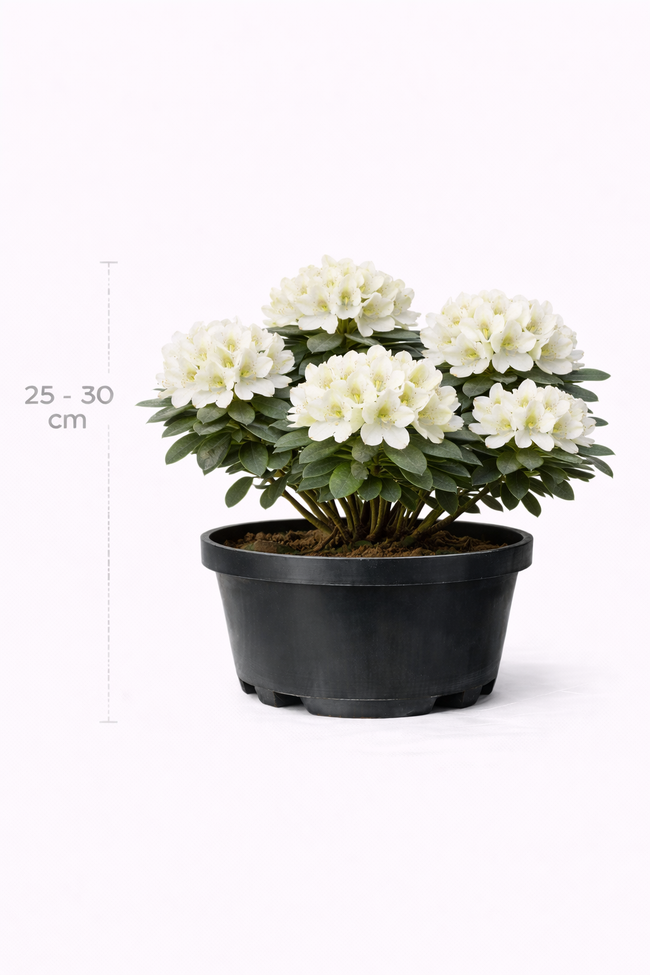 Rhodo (minus) 'Dora Amateis' 25 - 30