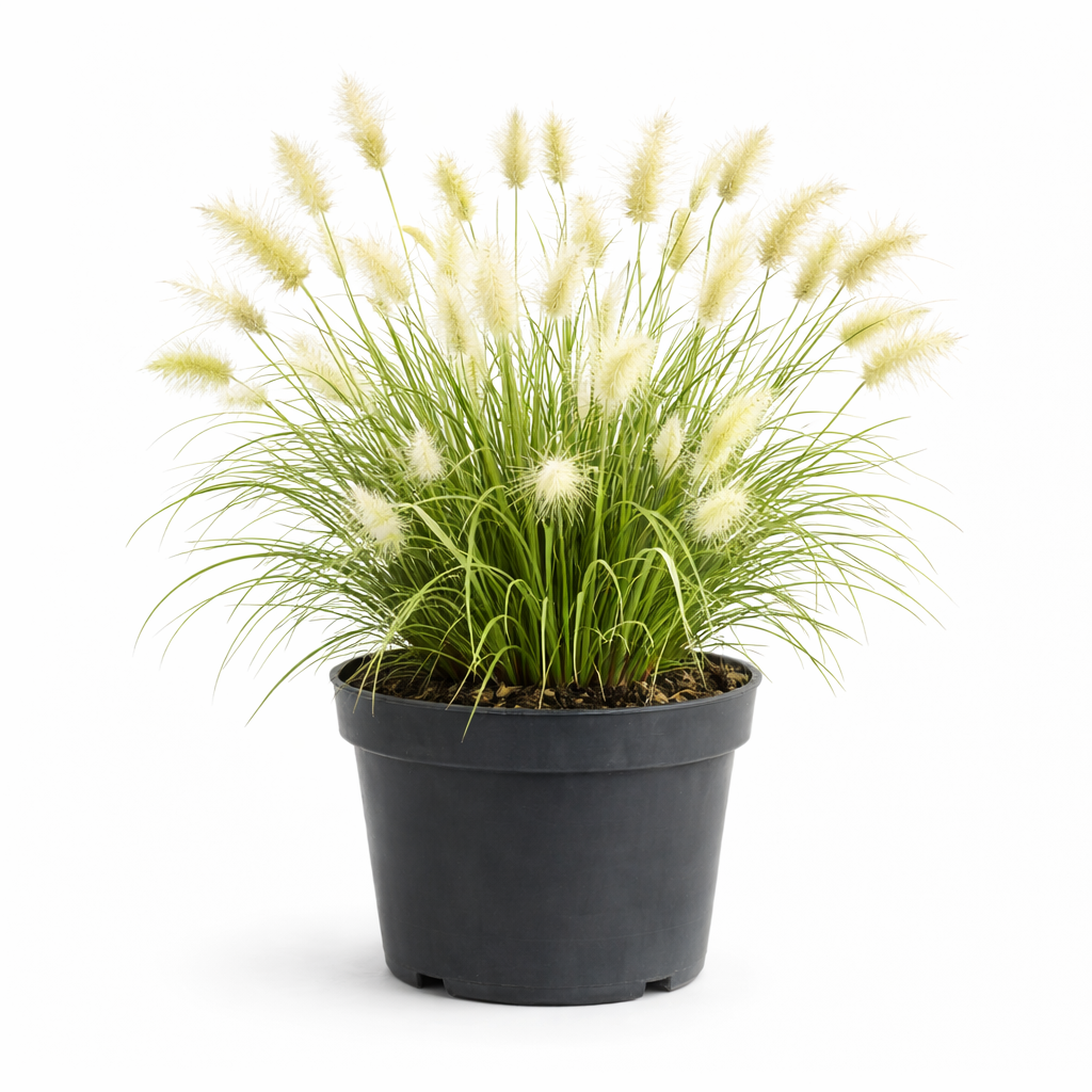 Pennisetum villosum C3