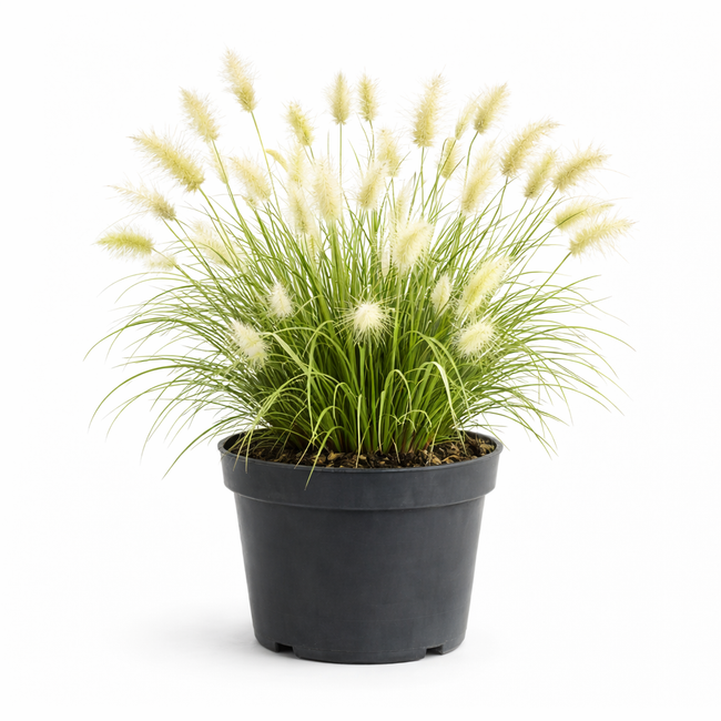 Pennisetum villosum C3