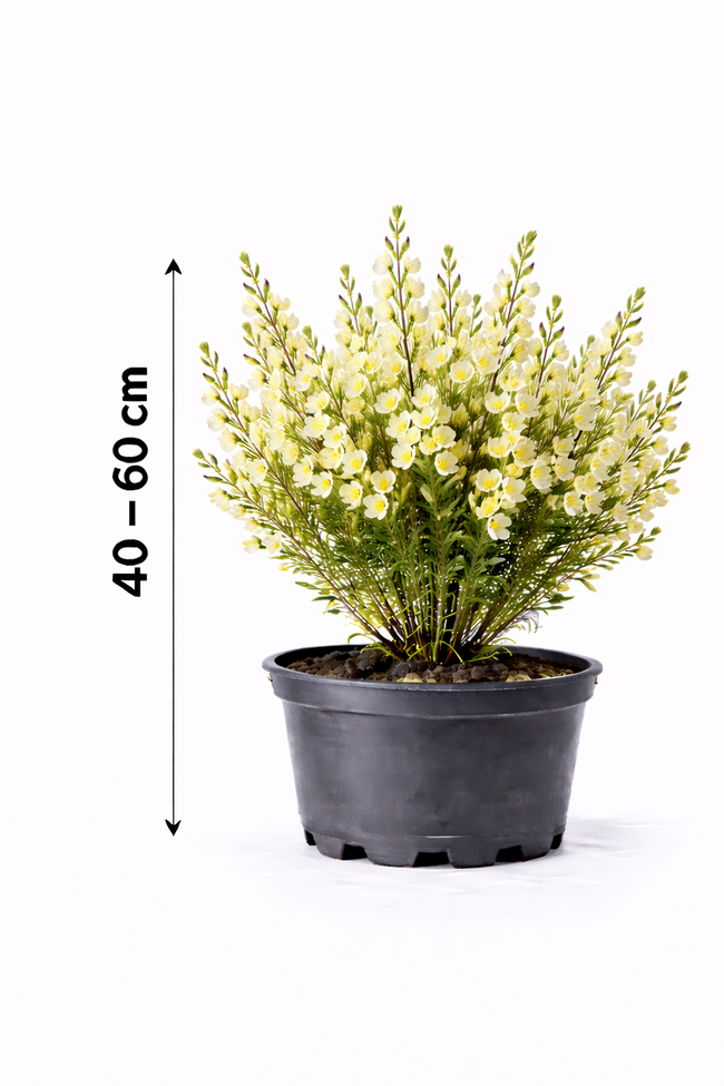 Cytisus praecox 40 - 60