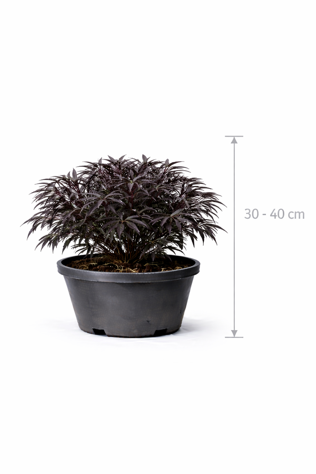 Sambucus nigra 'Black Lace' 30 - 40