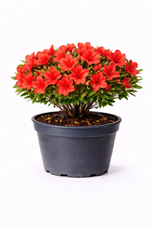 Azalea jap. rood 30 - 40 C3