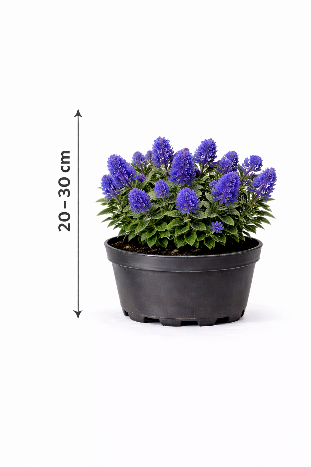 Ceanothus hybr. 'Concha' 25 - 30