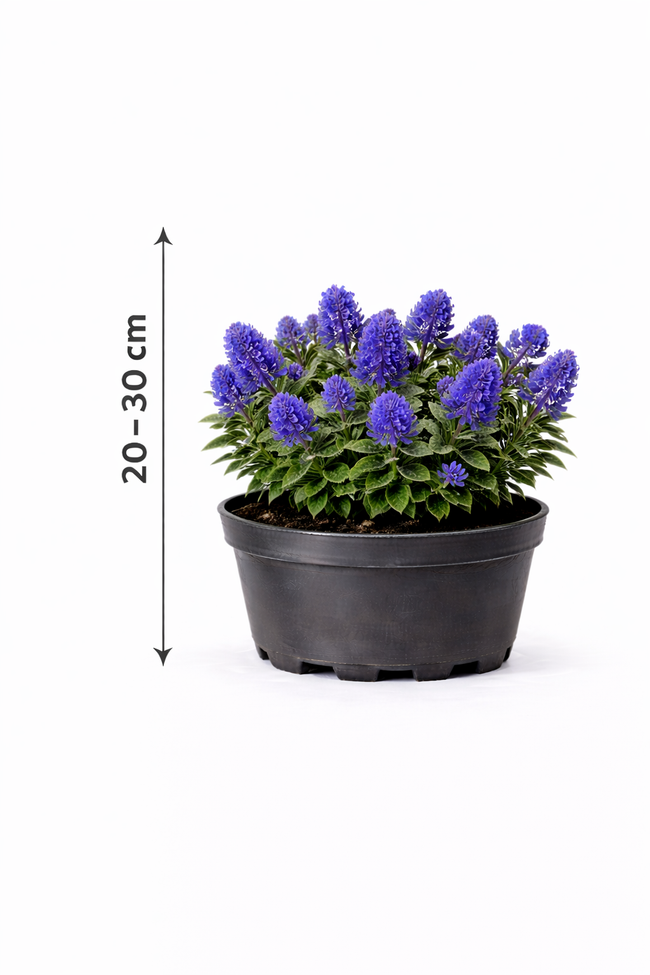Ceanothus hybr. 'Concha' 25 - 30