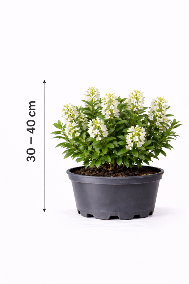 Escallonia hybr. 'Iveyi' 30 - 40
