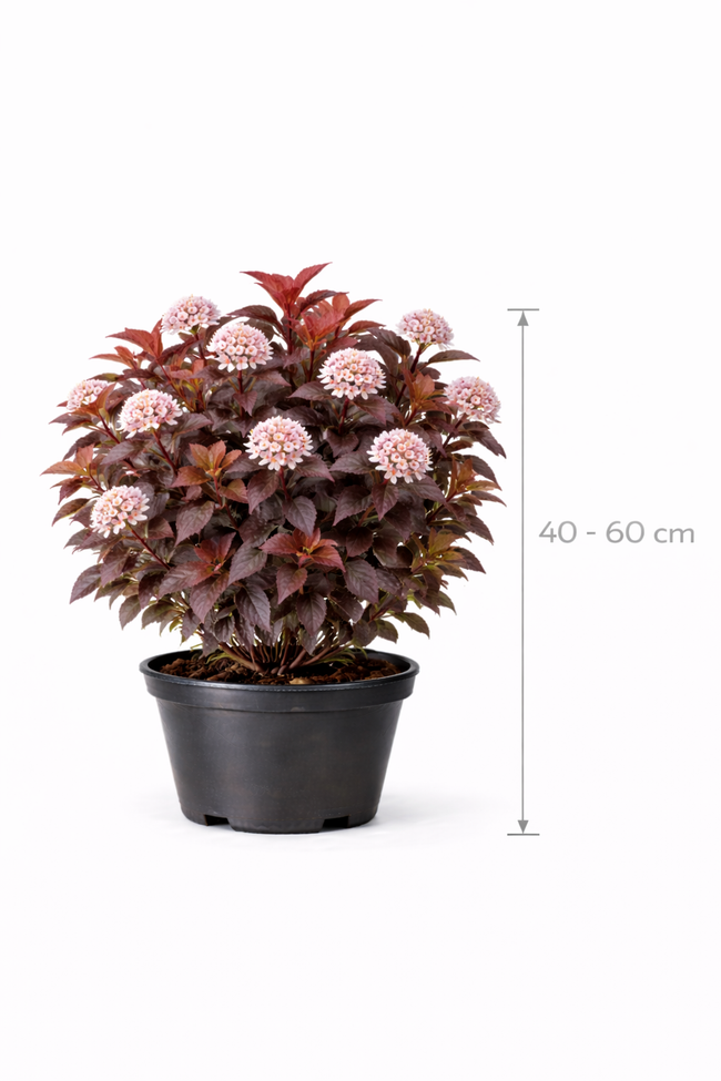 Physocarpus opulif. 'Lady In Red' 40 - 60