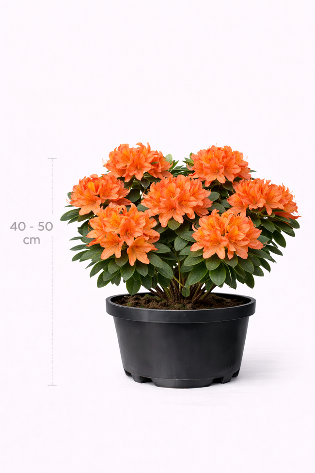 Azalea knaphill oranje 40 - 50 C3