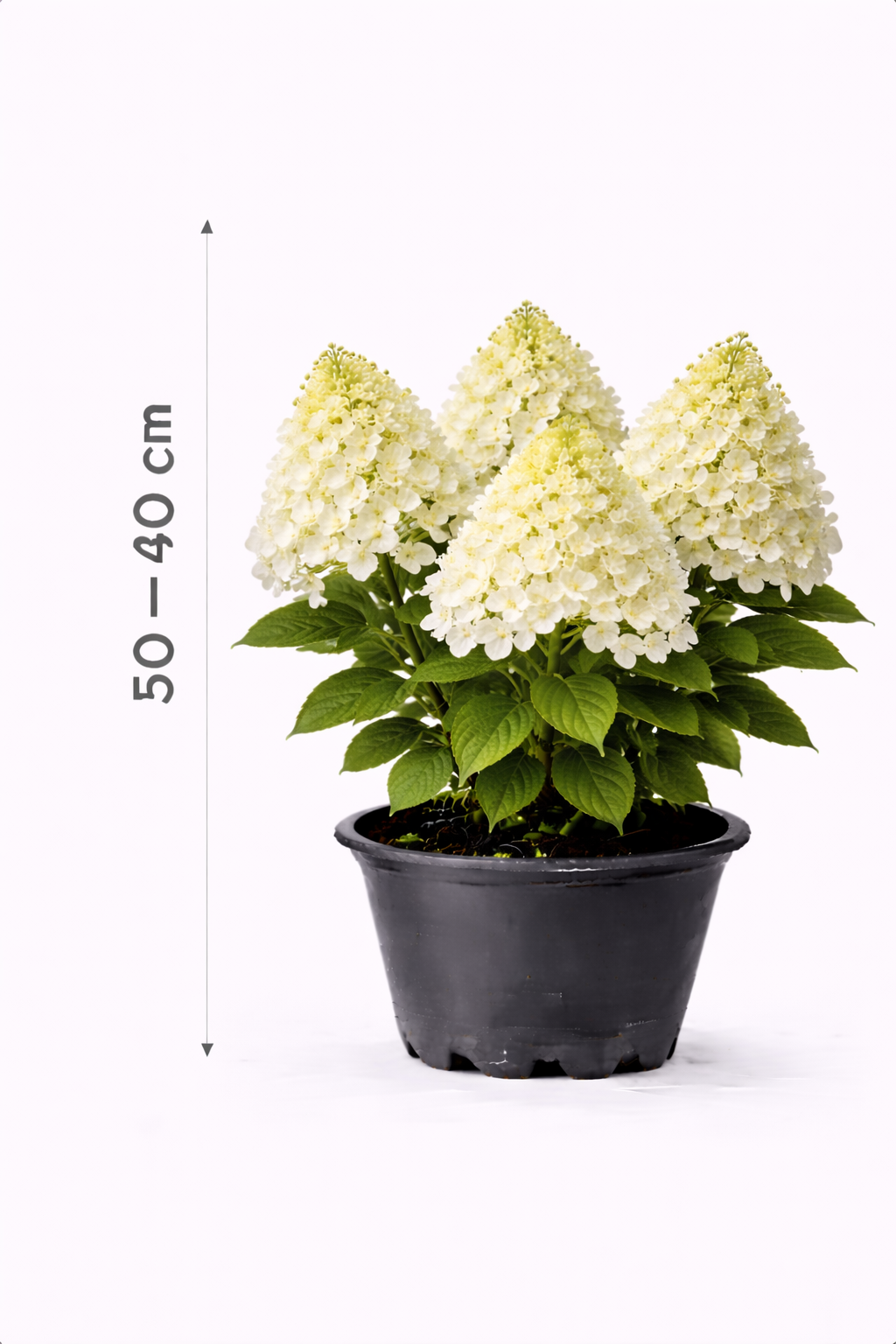 Hydrangea pan. 'Diamantino' 30 - 40