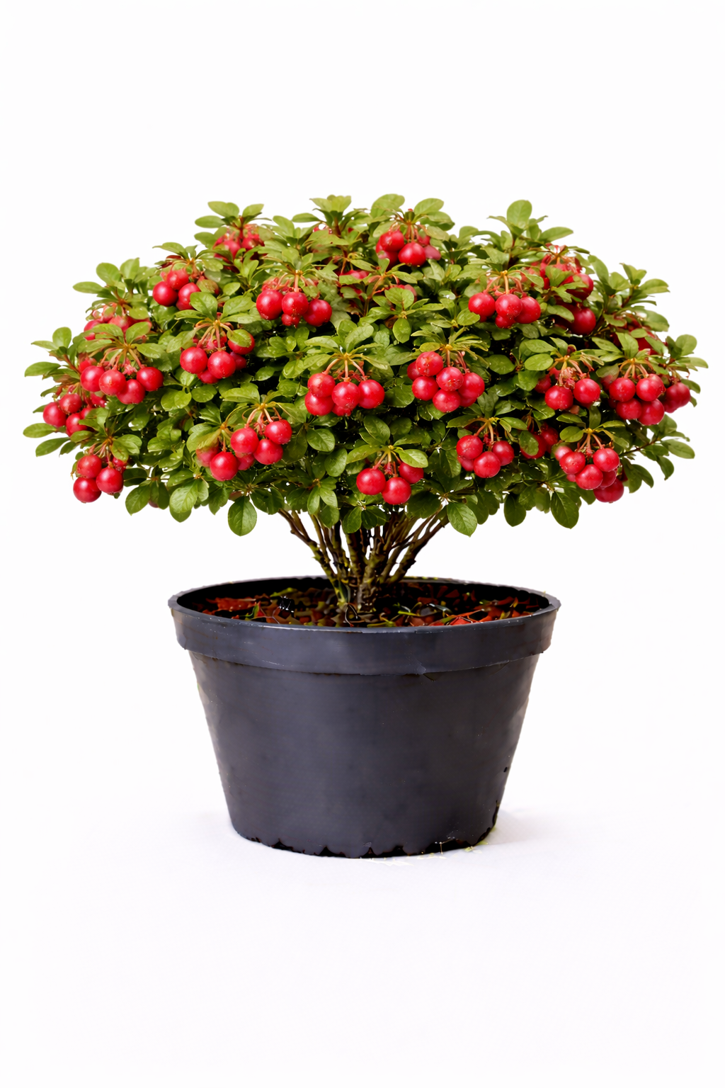 Vaccinium vitis-idaea 30 - 40