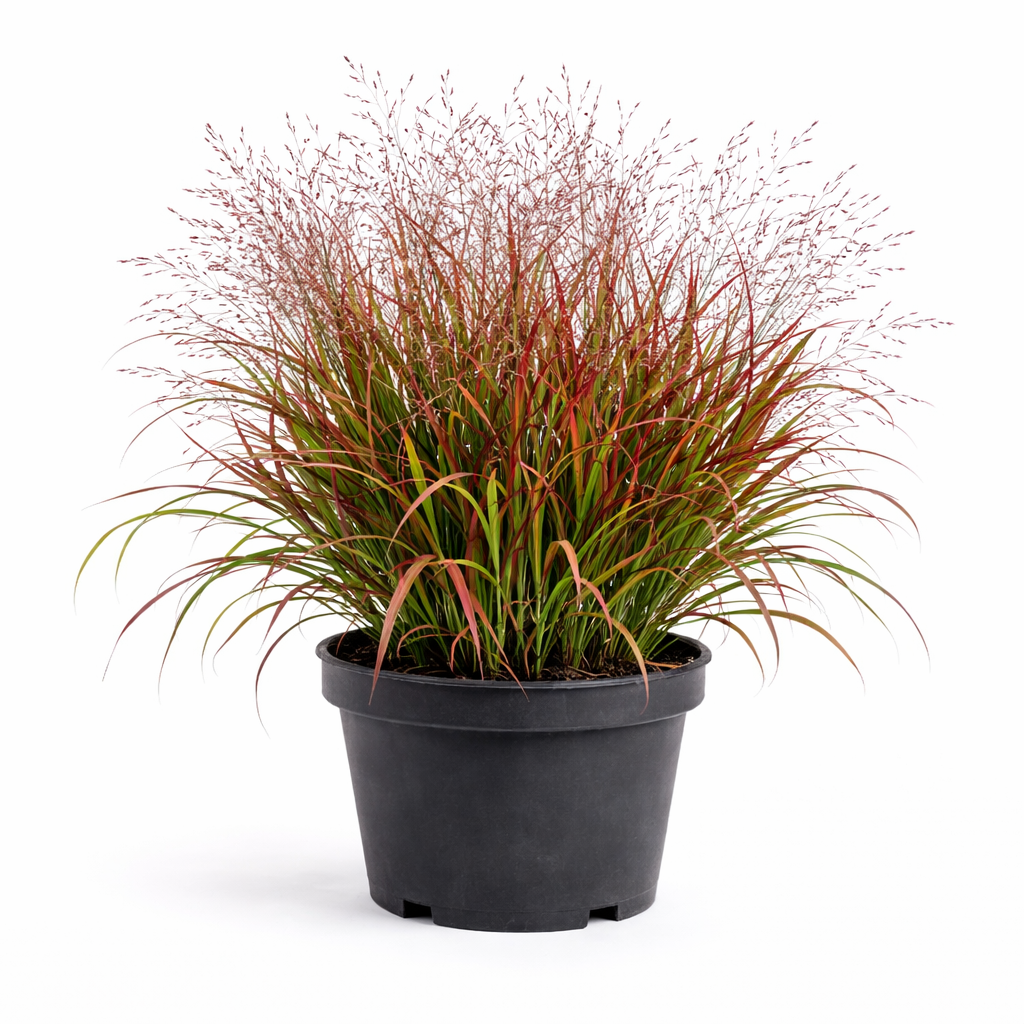 Panicum virg. 'Squaw' C3
