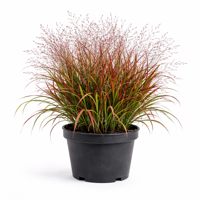 Panicum virg. 'Squaw' C3
