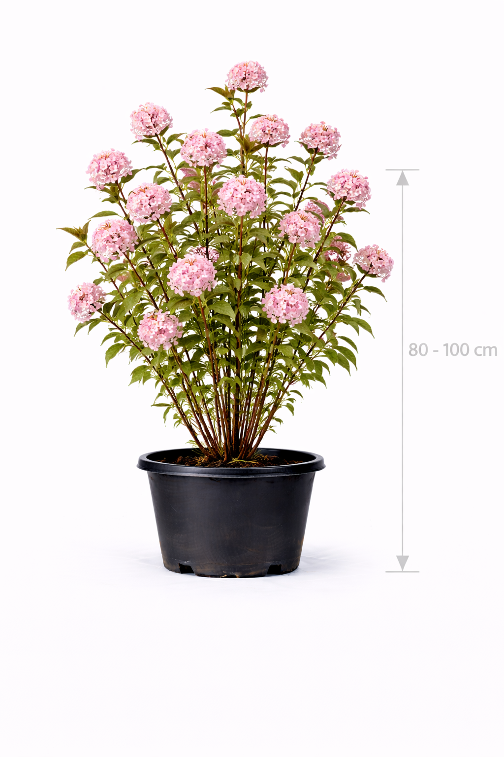 Viburnum bodn. 'Dawn' 80 - 100 C7.5