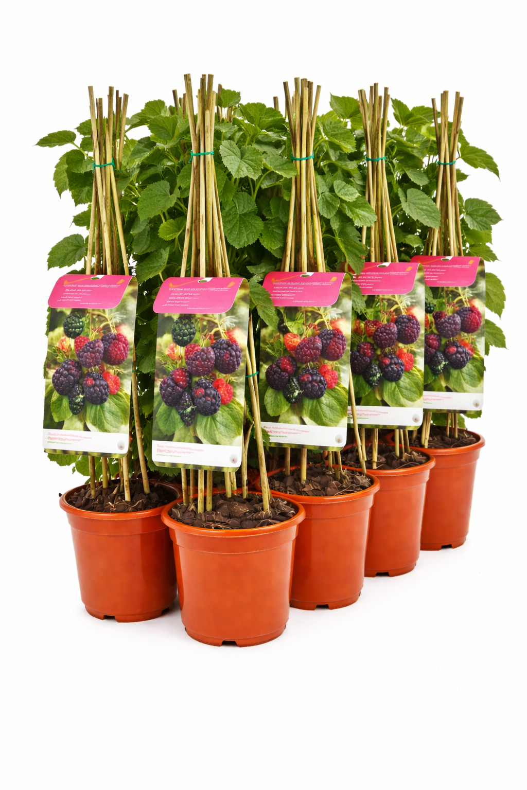 Rubus id. 'Black Jewel' struik