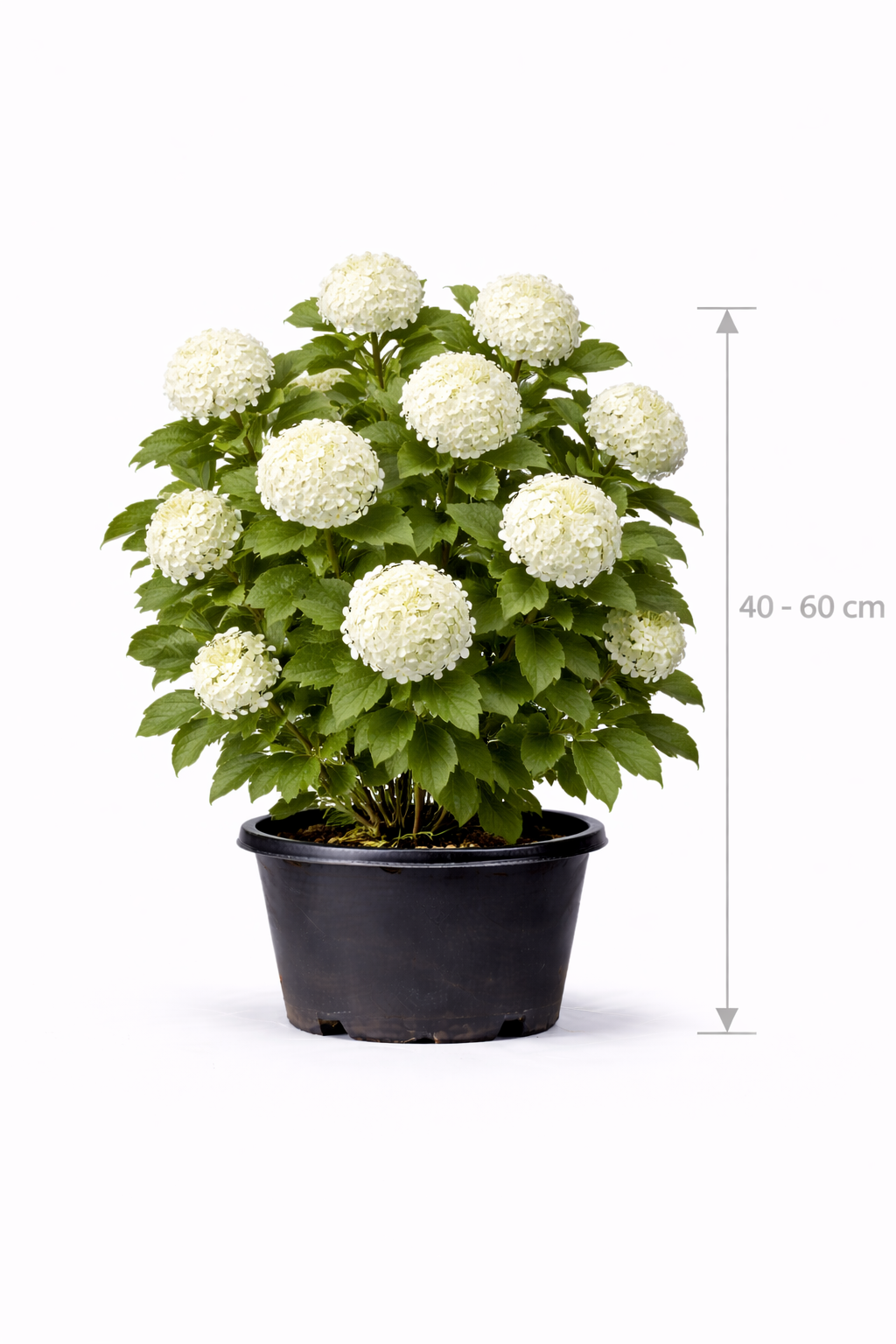Viburnum op. 'Roseum' 40 - 60