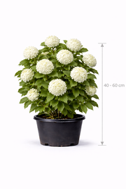 Viburnum op. 'Roseum' 40 - 60