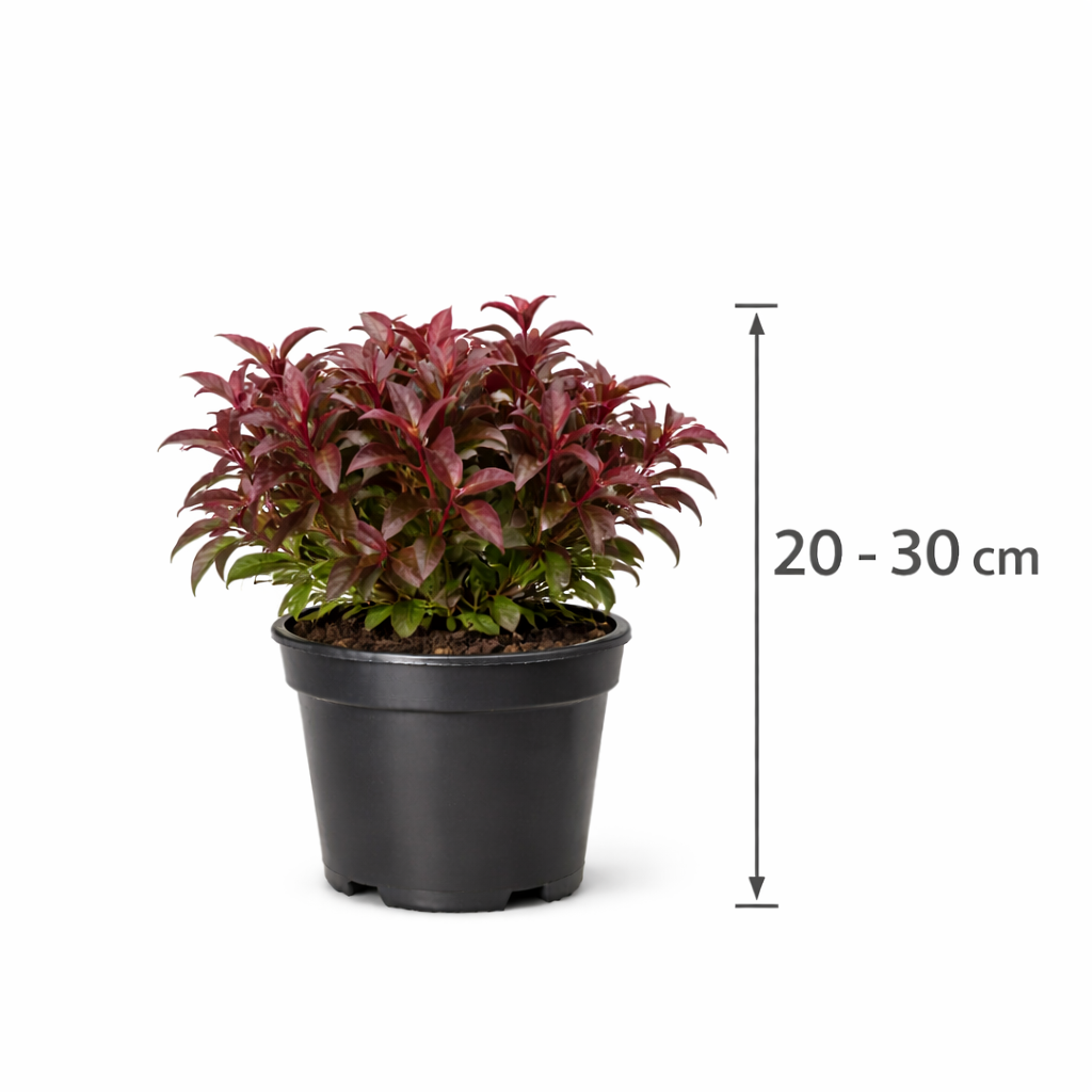 Leucothoe 'Zeblid' 20 - 30