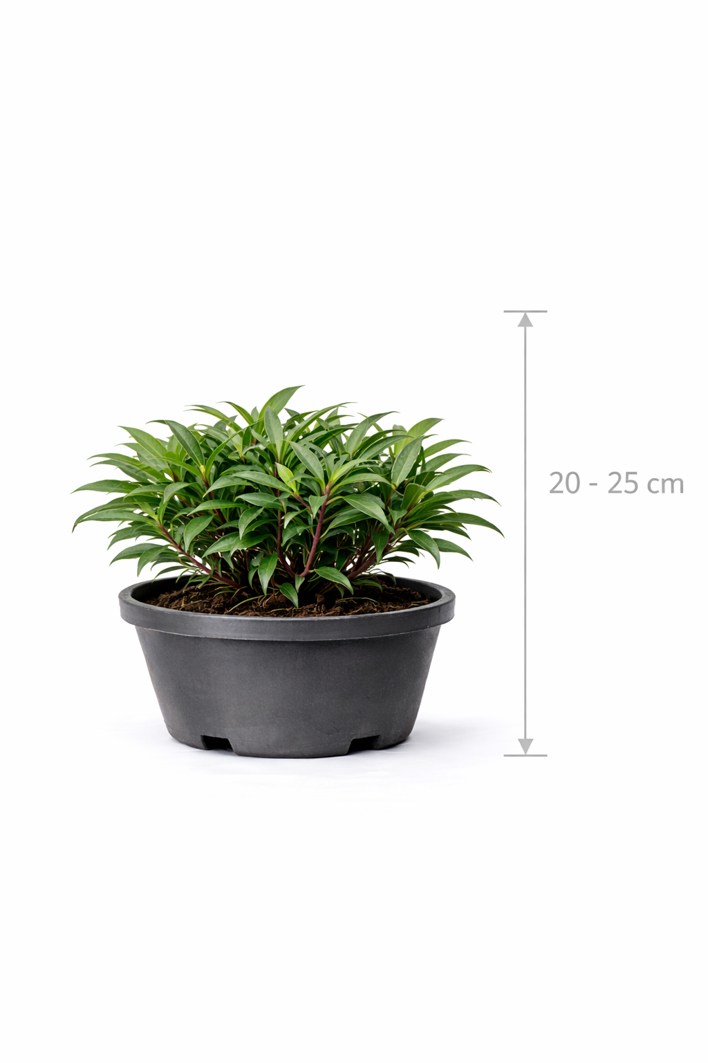 Sarcococca hook. 'Purple Stem' 20 - 25