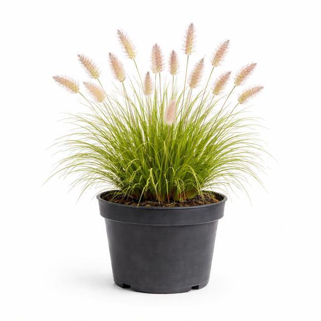 Pennisetum alopecuroides c1.5